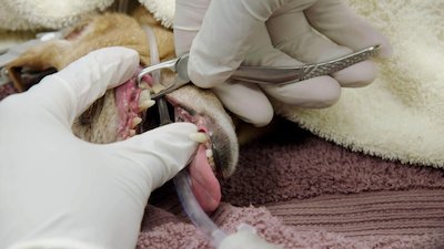 The Vet Life Season 2 Episode 6