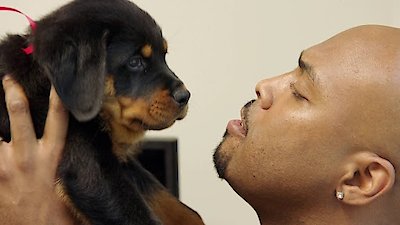 The Vet Life Season 1 Episode 7