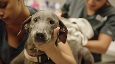 The Vet Life Season 1 Episode 8