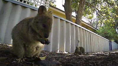 72 Cutest Animals Season 1 Episode 2