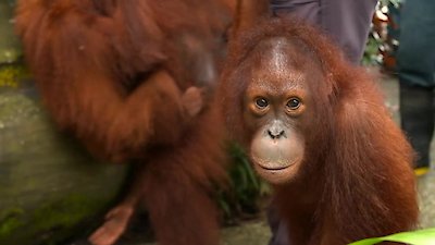 72 Cutest Animals Season 1 Episode 4