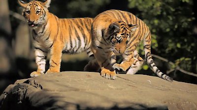 72 Cutest Animals Season 1 Episode 12