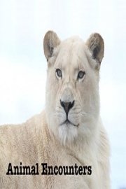 Animal Encounters