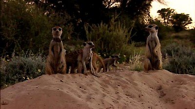 Meerkat Manor Season 2 Episode 12