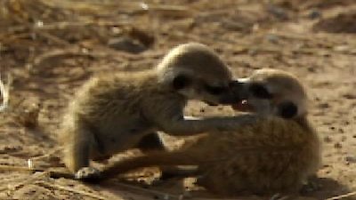 Meerkat Manor Season 3 Episode 3