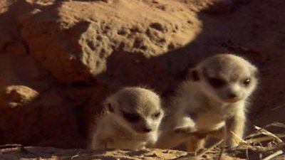 Meerkat Manor Season 3 Episode 5