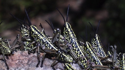 The Most Extreme Season 2 Episode 5