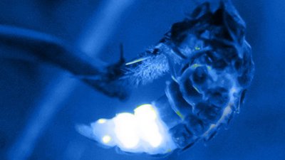 The Most Extreme Season 1 Episode 67