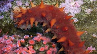 Xploration Nature Knows Best Season 2 Episode 4