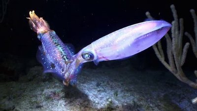 Xploration Nature Knows Best Season 2 Episode 5