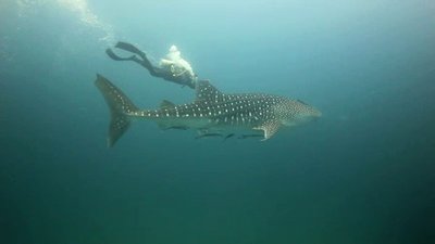 Xploration Nature Knows Best Season 1 Episode 9