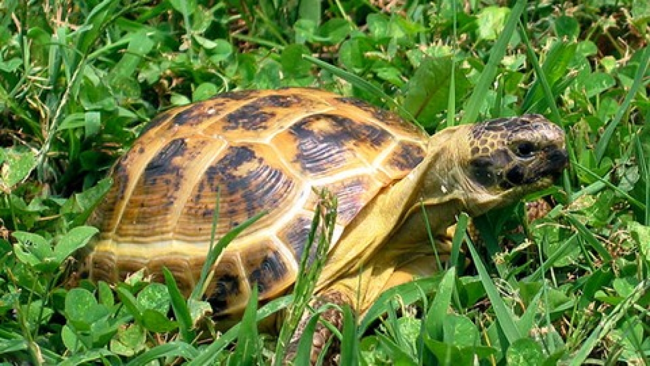 How To Successfully Choose and Care for a Russian Tortoise