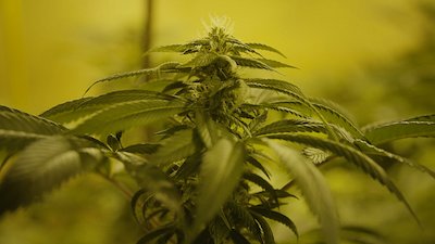 Vice News Tonight Season 3 Episode 1