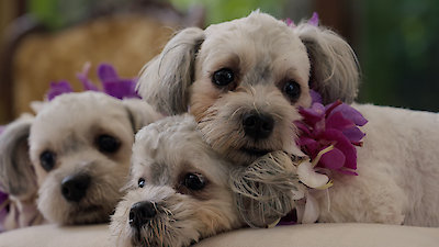 Vice News Tonight Season 5 Episode 175