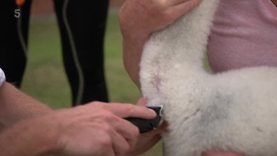 The Yorkshire Vet Season 15 Episode 3