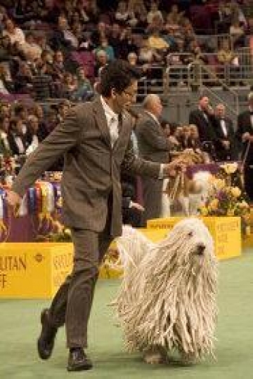 Watch Westminster Kennel Club Dog Show Streaming Online - Yidio