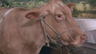 Green Acres Season 4 Episode 7