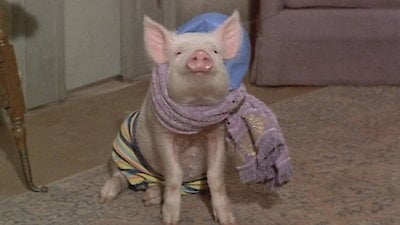 Green Acres Season 5 Episode 9