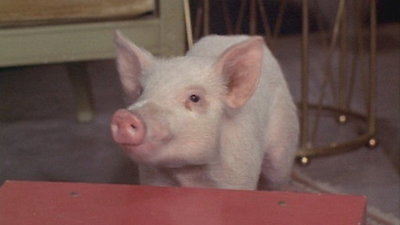 Green Acres Season 6 Episode 3