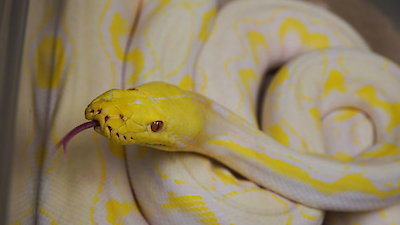 Animal ER Season 2 Episode 2