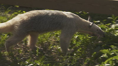 Animal ER Season 2 Episode 3