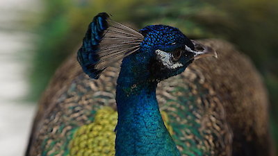 Animal ER Season 2 Episode 4