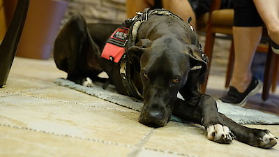 Animal ER Season 2 Episode 5