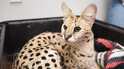 Animal ER Season 2 Episode 6