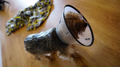 Animal ER Season 2 Episode 7