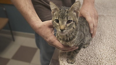 Animal ER Season 2 Episode 8