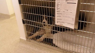 Animal ER Season 1 Episode 7