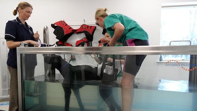 Animal ER Season 1 Episode 8