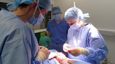 Animal ER Season 1 Episode 9