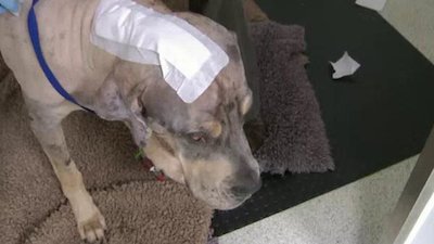 Animal ER Season 1 Episode 10