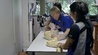 Animal ER Season 1 Episode 2