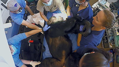 Animal ER Season 1 Episode 5