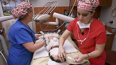 Animal ER Season 1 Episode 6