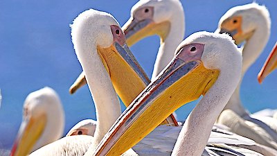 LIFE: Discovery Channel Season 1 Episode 5