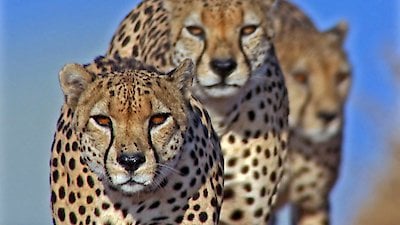 LIFE: Discovery Channel Season 1 Episode 7