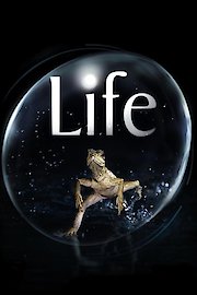 LIFE: Discovery Channel