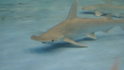 National Geographic Documentaries Season 2008 Episode 10