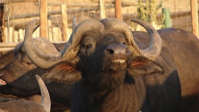 National Geographic Documentaries Season 2008 Episode 15