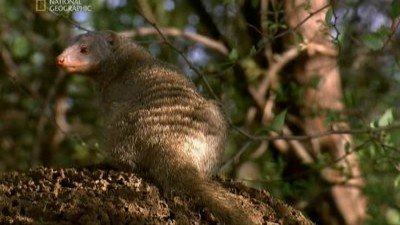 National Geographic Documentaries Season 2008 Episode 20