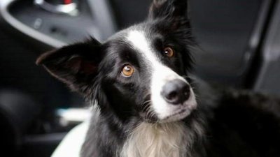 ABC World News Season 10 Episode 259