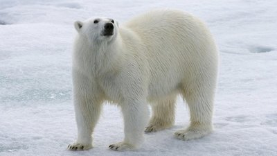 Nightline Season 38 Episode 236