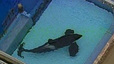 Nightline Season 30 Episode 39