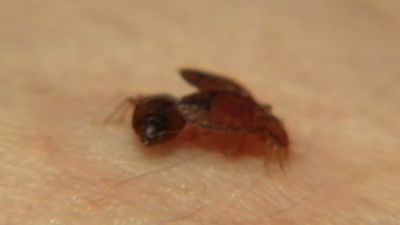 Nightline Season 31 Episode 26