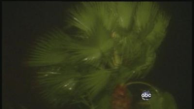 Nightline Season 31 Episode 70