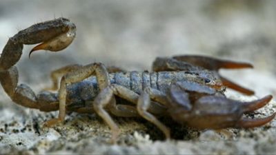 Nightline Season 31 Episode 93