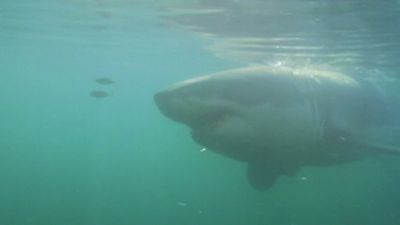 Nightline Season 33 Episode 52